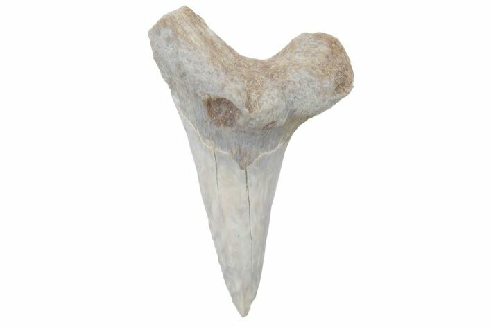 Fossil Ginsu Shark (Cretoxyrhina) Tooth - Kansas #219134